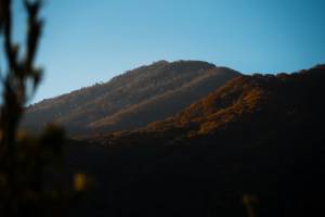 © GTWS / Koastal Forest