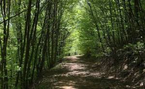 CHOLOMON TRAIL 2025 - Προκήρυξη Διοργάνωσης!